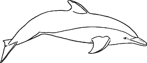Kolorowanka delfin długi i spłaszczony od góry z długim dziobem