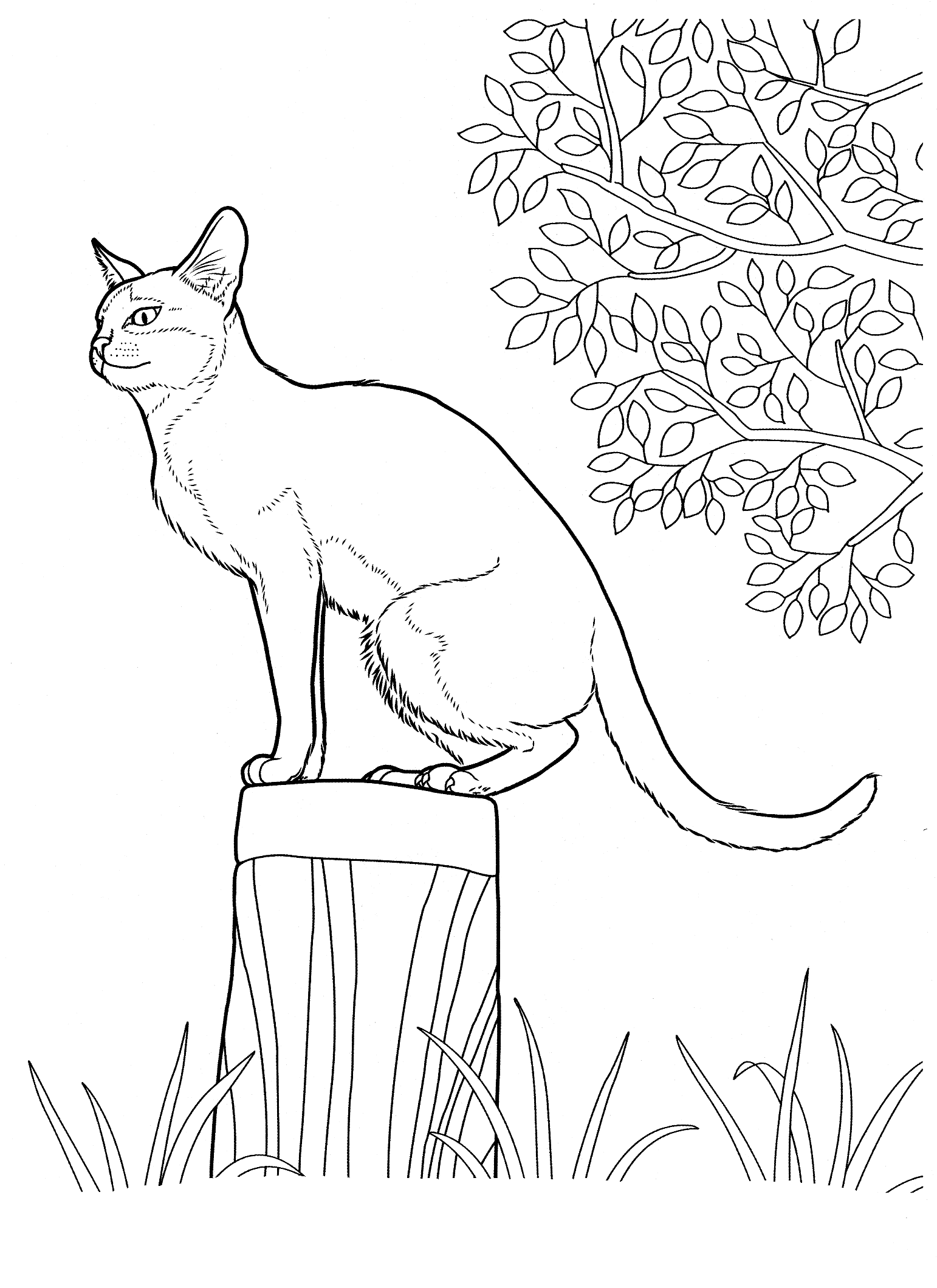 Kolorowanka dorosły kot siedzi na pieńku przy drzewie
