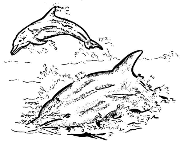 Kolorowanka dwa delfiny płyną na powierzchni tafli wody nabierając powietrze