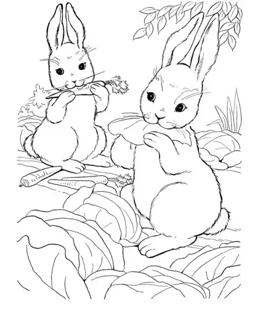 Kolorowanka dwa króliki jedzą kapustę i marchew na polu