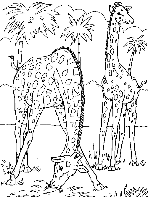 Kolorowanka dwie żyrafy jedzą trawę przy palmach