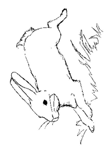 Kolorowanka królik - zając biegnie szybko po trawie