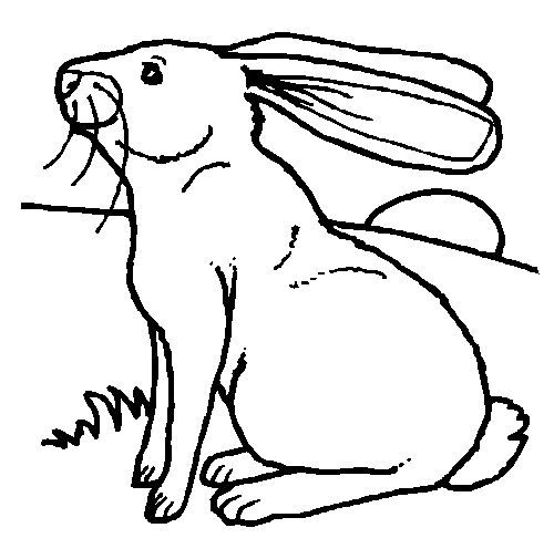 Kolorowanka królik - zając siedzi i wącha