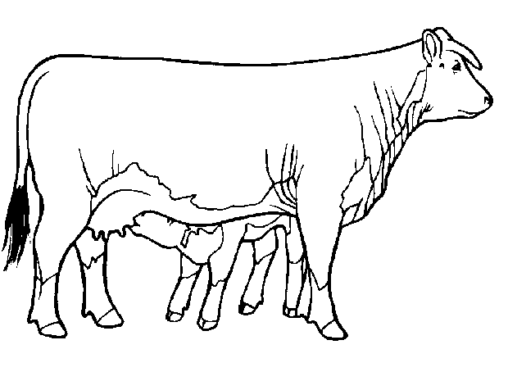 Kolorowanka krowa stoi bokiem i karmi cielę