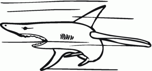 Kolorowanka rekin robi bardzo szybki zakręt płynąc prędko
