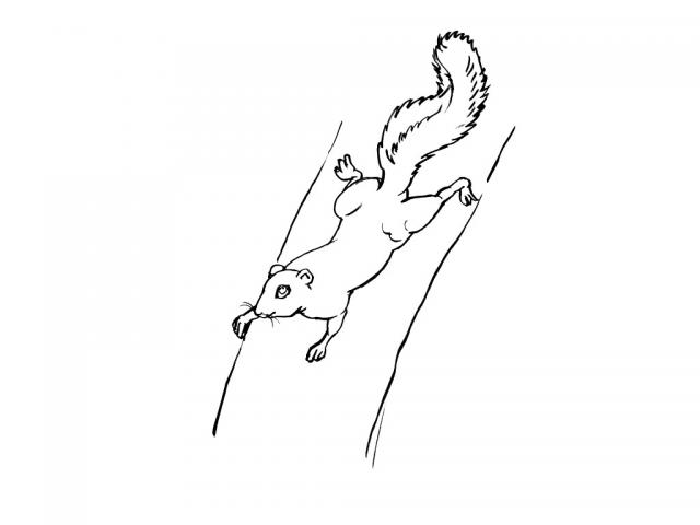 Kolorowanka wiewiórka schodzi z drzewa