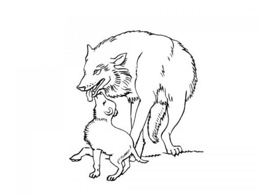 Kolorowanka wilk bawi się z młodym wilkiem