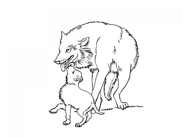 Kolorowanka wilk bawi się z młodym wilkiem