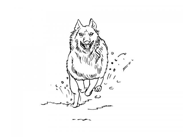 Kolorowanka wilk biegnie na polowaniu