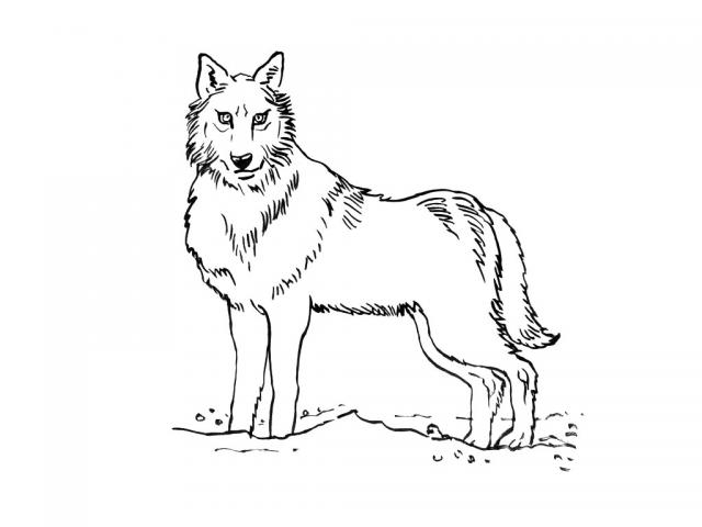 Kolorowanka wilk stoi bokiem na trawie