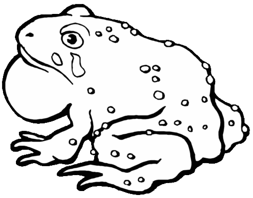 Kolorowanka żaba siedzi i rechocze