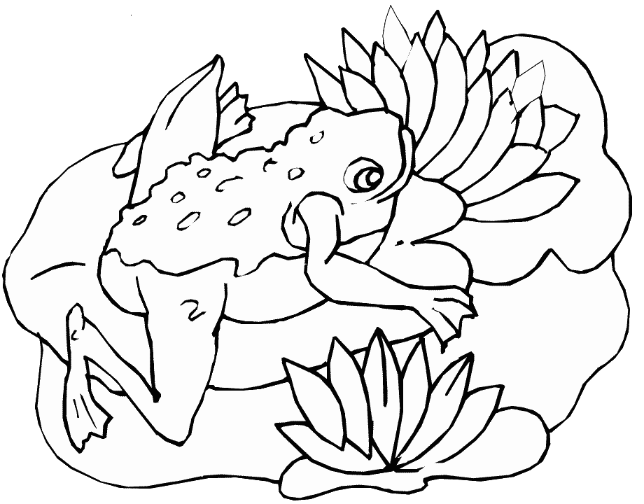 Kolorowanka żaba siedzi na liściu lilii w stawie i się uśmiecha