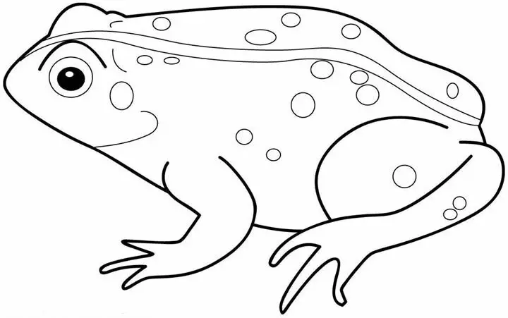 Kolorowanka żaba stoi na czterech łapach i ma kropki na plecach