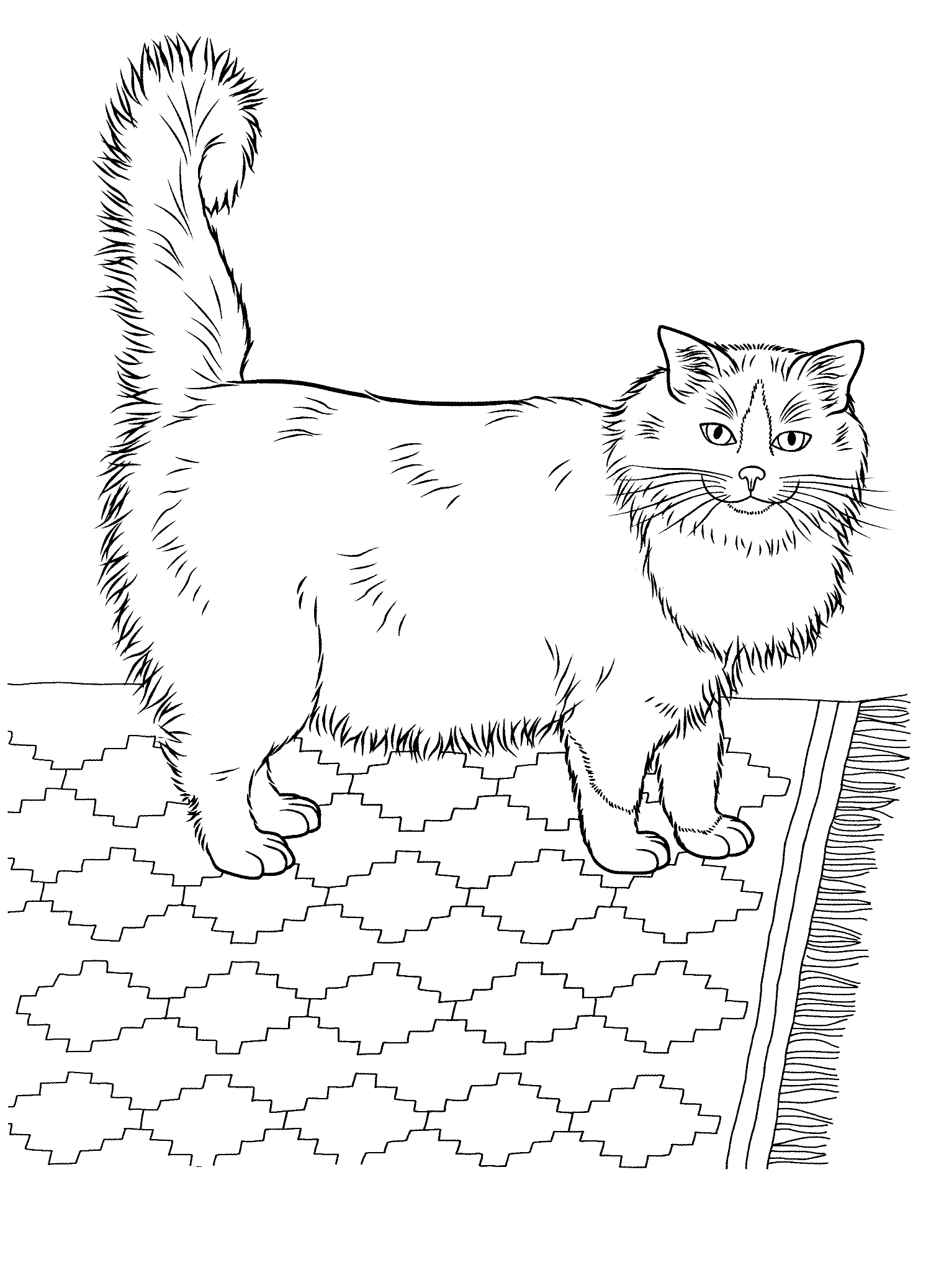 Kolorowanka kot bardzo gruby i puszysty stoi na dywanie z wzorkami