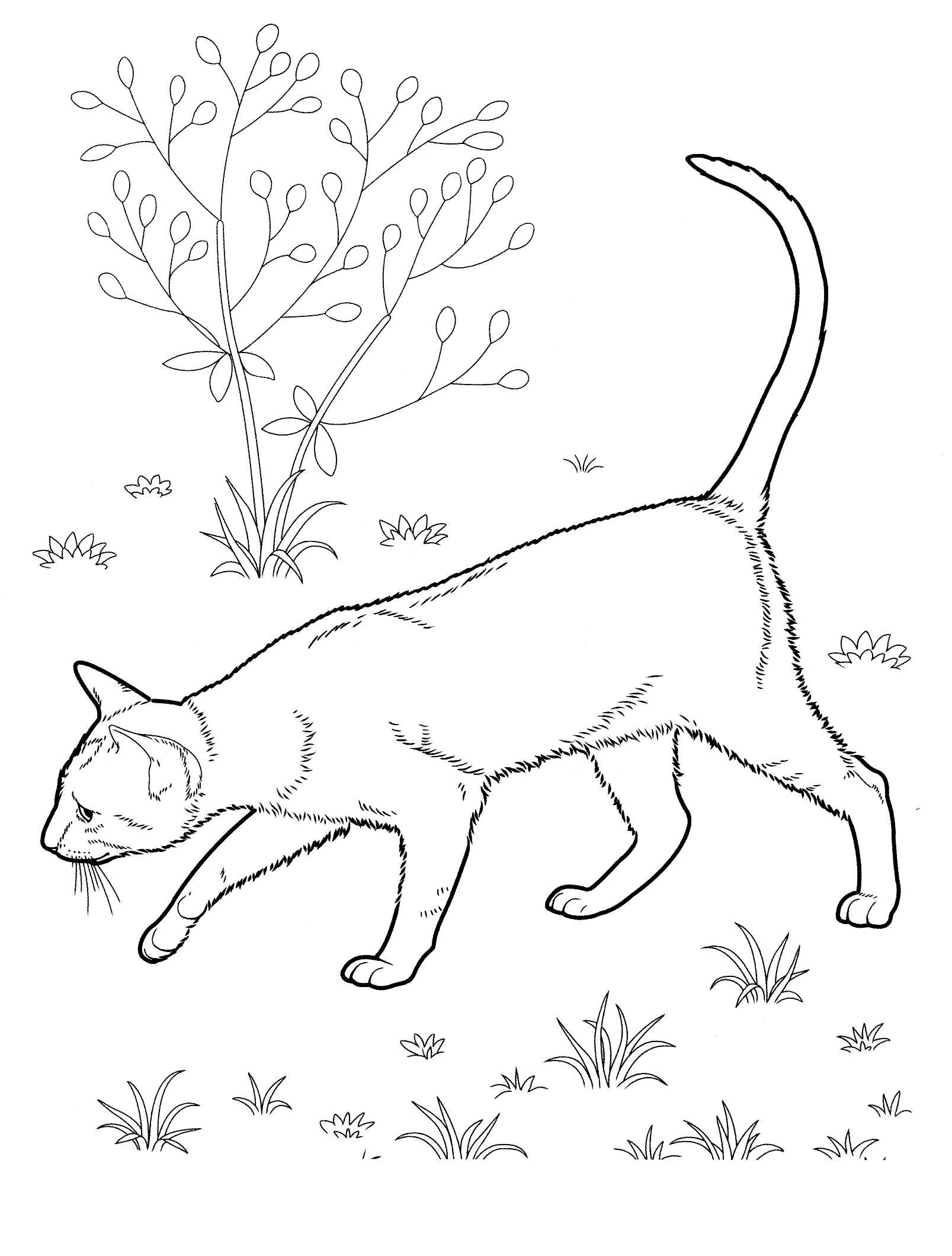 Kolorowanka kot idzie po łące obok drzewka i węszy w trawie