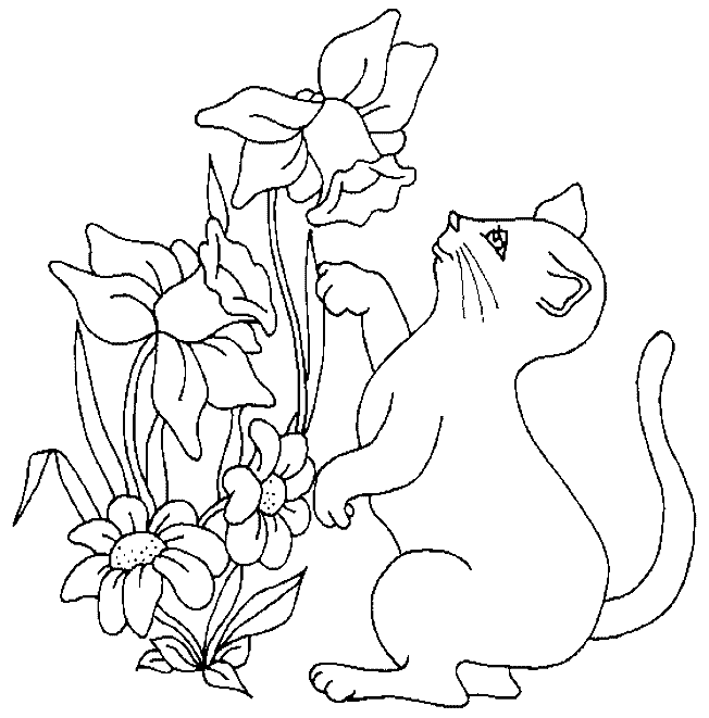 Kolorowanka kot mały i młody wspina się na dwie tylne łapy i podnosi w stronę kwiatka