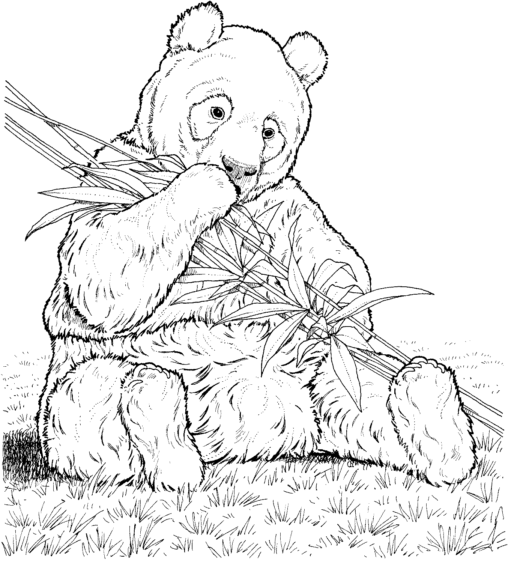 Kolorowanka panda bardzo włochata i duża siedzi obgryzający pędy bambusa