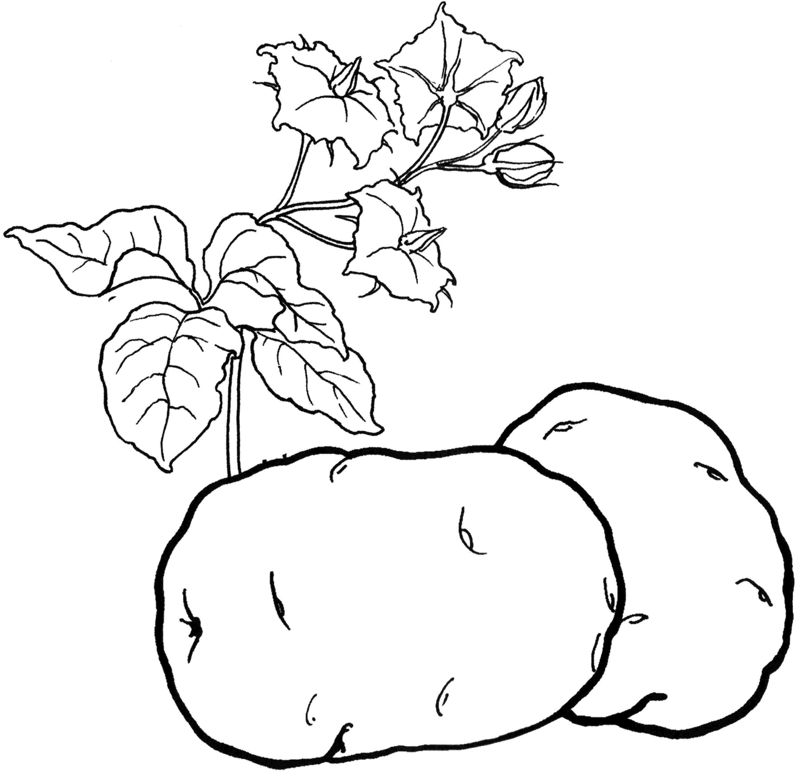 Kolorowanka warzywa dwie duże bulwy ziemniaka z rosnącymi liśćmi i kwiatkami
