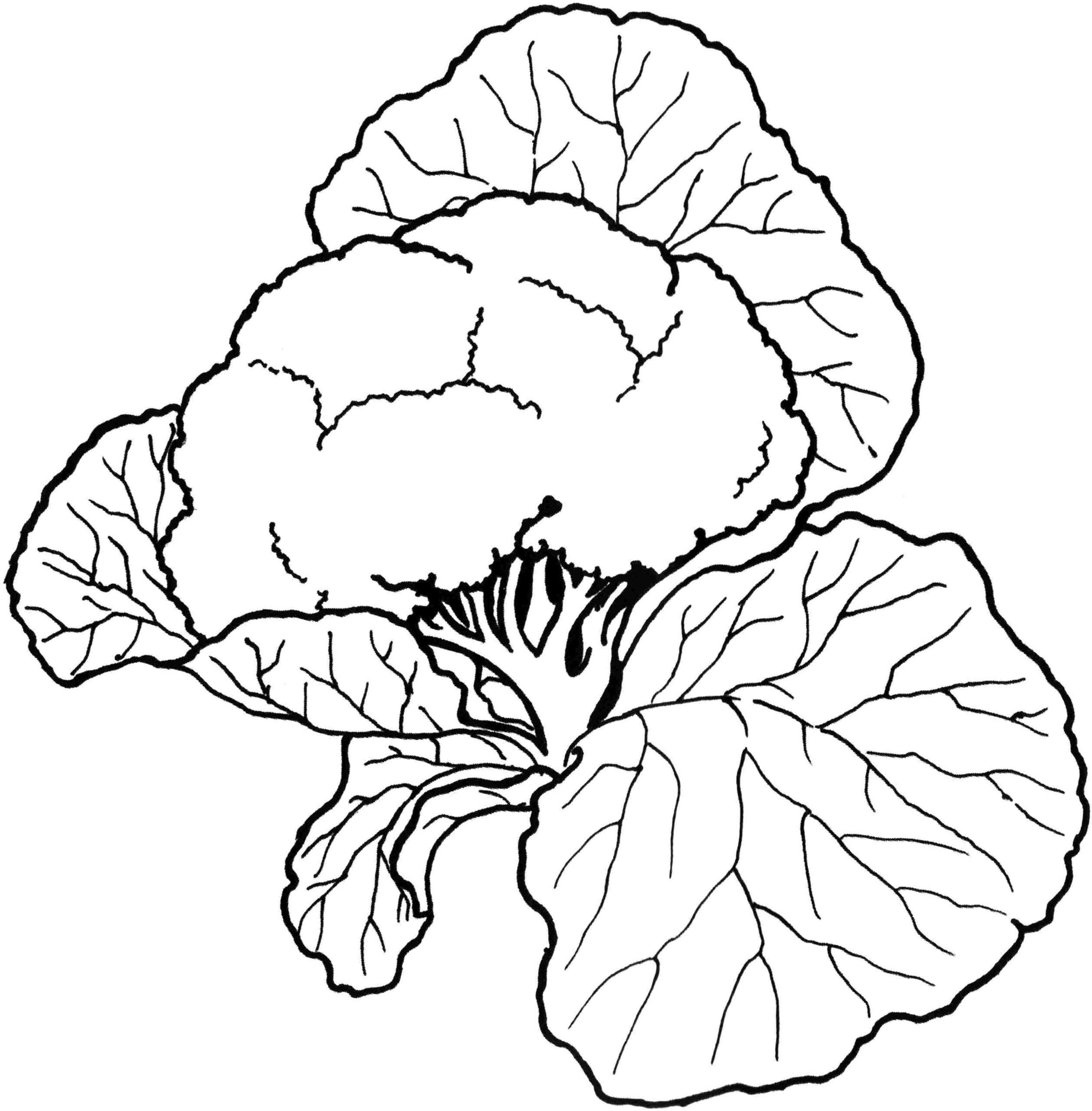 Kolorowanka warzywa kalafior rośnie wśród dużych liści