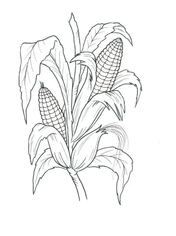 Kolorowanka warzywa kukurydza rośnie wśród rozwijających się liści