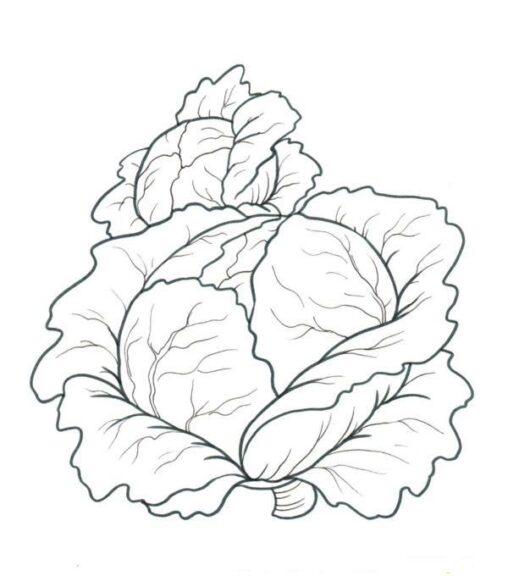 Kolorowanka warzywa sałata rośnie i rozkłada liście obok drugiej dużej sałaty
