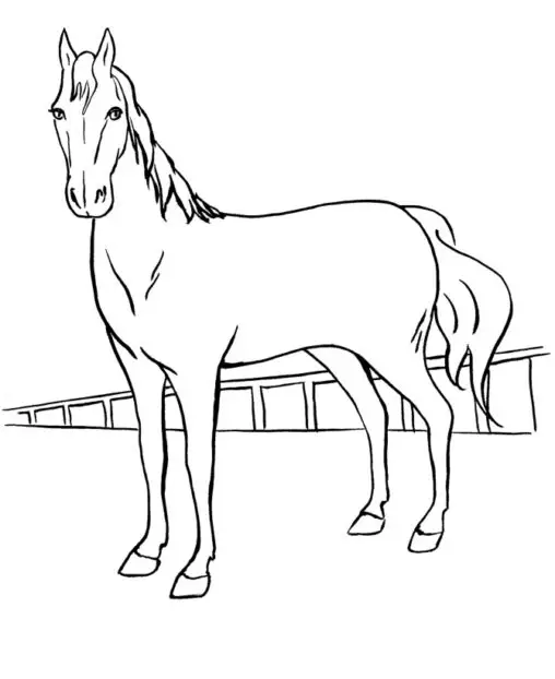 Kolorowanka konie zadbany koń stoi bokiem na wybiegu