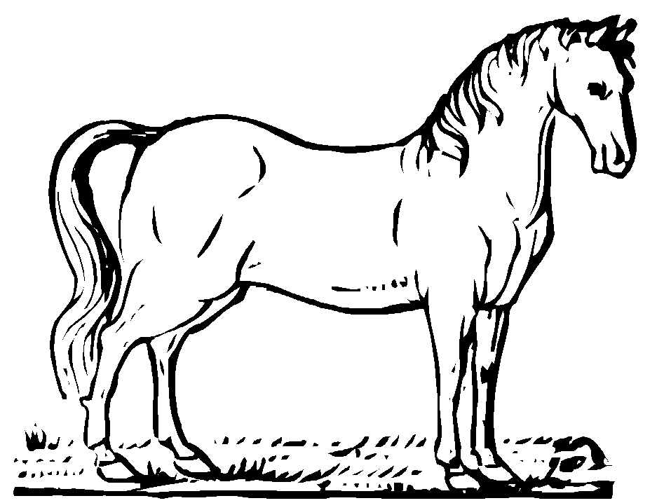 Kolorowanka konie zadbany stoi na trawie bokiem z głową spuszczoną w dół