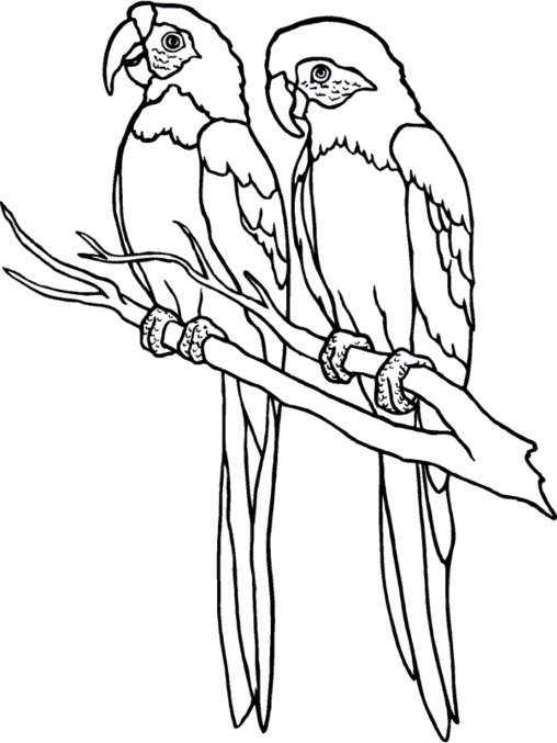 Kolorowanka papuga dwie papugi siedzą obok siebie na gałęziach