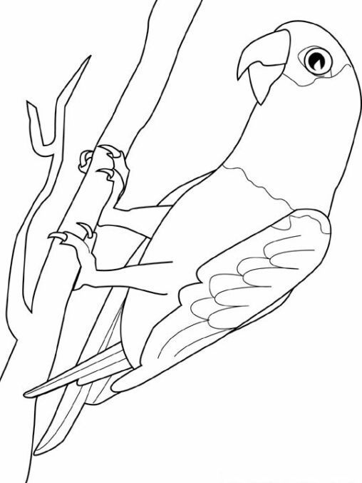 Kolorowanka papuga siedzi na drzewie i patrzy się dużymi oczami