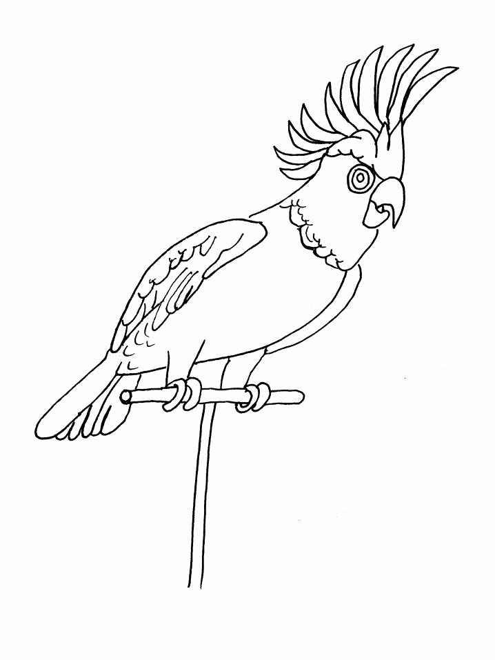 Kolorowanka papuga siedzi na kijku podnosząc pióra i patrzy się dużymi oczami