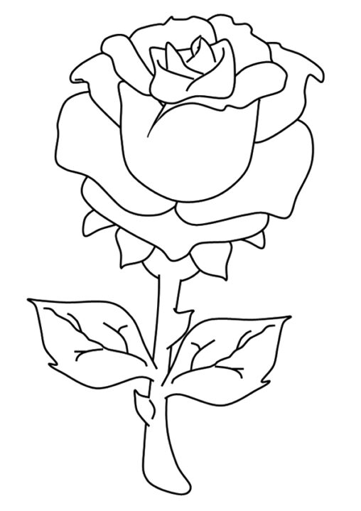 Róża do pokolorowania